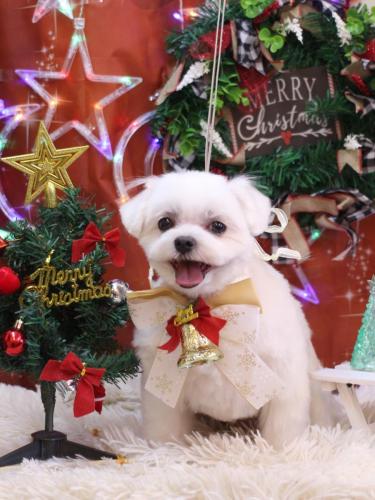 20231223マルちゃん